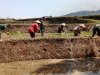 Babinsa Koramil 14 Madukara  Dampingi Petani Tanam Padi