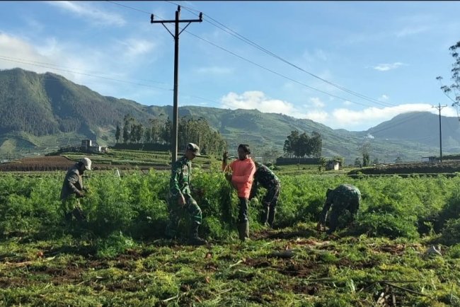 Koramil 05 Batur Bantu Panen Dengan Penuh Semangat
