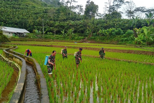 Wujud Kepedulian Babinsa Bantu Petani Perawatan Tanaman padi Di Wilayah Binaan