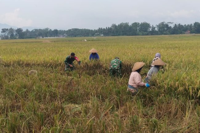 Semangat Babinsa Kebersamaan Membantu Pentani Saat Penan Padi diwilayah