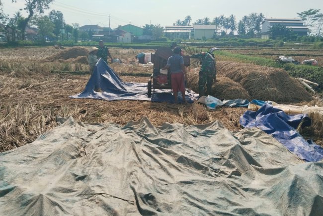 Danramil 08 Purwanegara Turun ke Sawah Bantu Petani Panen Padi di Desa Gumiwang