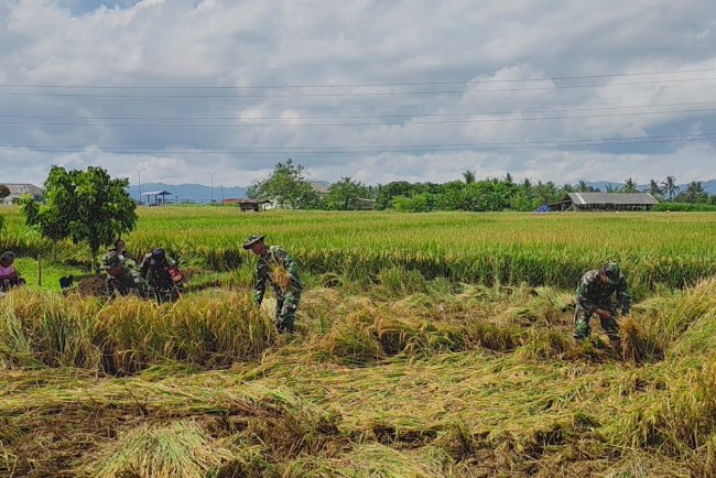 Danramil 15 Rakit Bersama Babinsa dan Warga Laksanakan Panen Padi Bersama