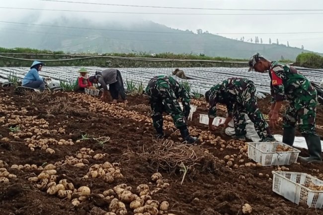 Panen Sepanjang Tahun Koramil Bantu Petani Manfaatkan Potensi Wilayah