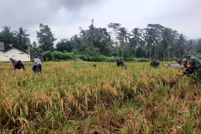 Babinsa Koramil 03 Wanadadi Dampingi Panen Padi di Desa Kasilib