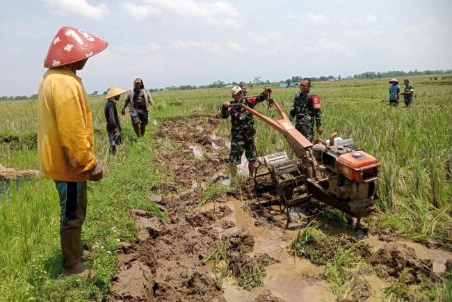 Babinsa Koramil 07 Mandiraja Membantu Petani Mengolah Lahan Sawah