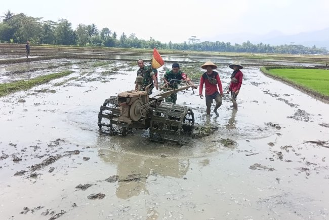 Persiapan Lahan Tanaman Padi Babinsa Ikut Serta Traktor Bersama Dengan Petani