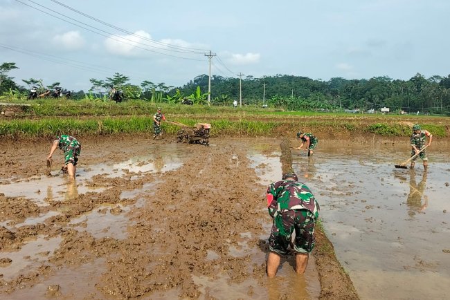 Danramil 11 Punggelan Pimpin Langsung Pengolahan Lahan Sawah di Badakarya