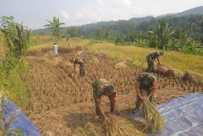 Danramil dan Babinsa turun Langsung membantu warga Panen Padi