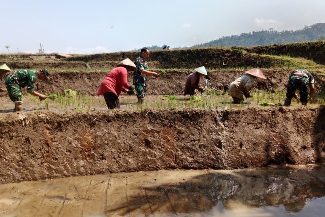 Babinsa Koramil 14 Madukara  Dampingi Petani Tanam Padi