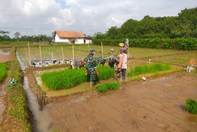 Koramil 15 Rakit bersama warga binaan dan kelompok tani Tanam Padi Bibit Unggul