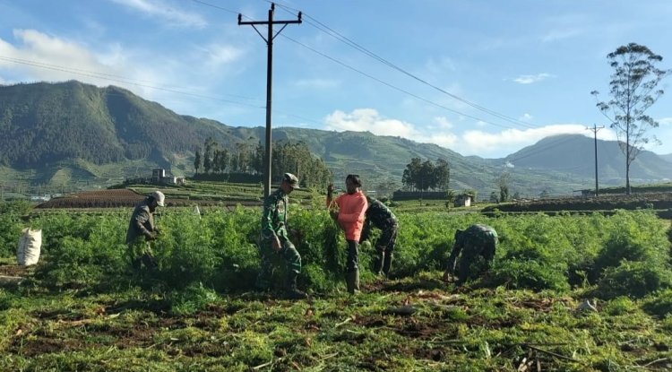 Koramil 05 Batur Bantu Panen Dengan Penuh Semangat
