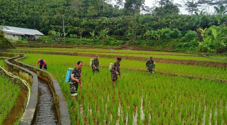 Wujud Kepedulian Babinsa Bantu Petani Perawatan Tanaman padi Di Wilayah Binaan