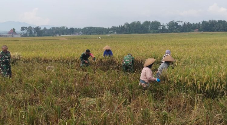 Semangat Babinsa Kebersamaan Membantu Pentani Saat Penan Padi diwilayah
