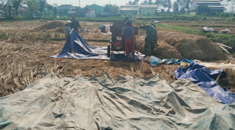 Danramil 08 Purwanegara Turun ke Sawah Bantu Petani Panen Padi di Desa Gumiwang