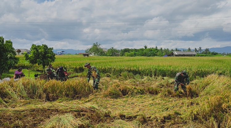 Danramil 15 Rakit Bersama Babinsa dan Warga Laksanakan Panen Padi Bersama