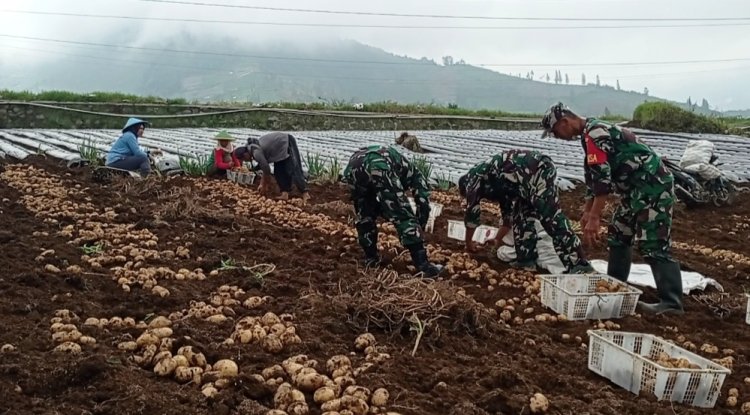 Panen Sepanjang Tahun Koramil Bantu Petani Manfaatkan Potensi Wilayah