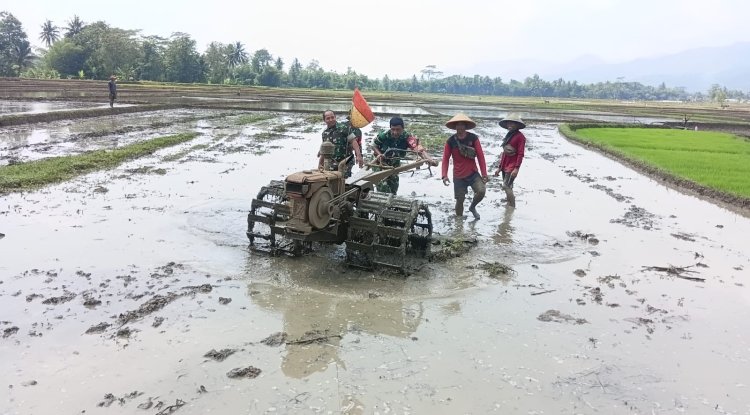 Persiapan Lahan Tanaman Padi Babinsa Ikut Serta Traktor Bersama Dengan Petani