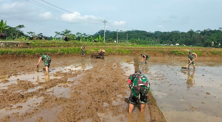 Danramil 11 Punggelan Pimpin Langsung Pengolahan Lahan Sawah di Badakarya