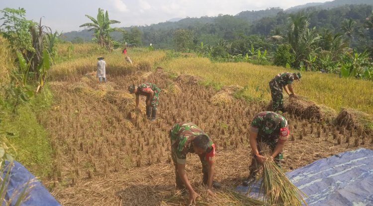 Danramil dan Babinsa turun Langsung membantu warga Panen Padi