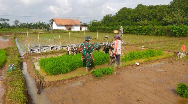 Koramil 15 Rakit bersama warga binaan dan kelompok tani Tanam Padi Bibit Unggul