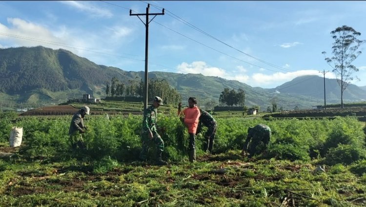 Koramil 05 Batur Bantu Panen Dengan Penuh Semangat