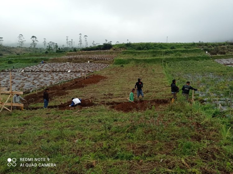 Babinsa Koramil 05 Batur Awasi Penggalian Pondasi KDKMP di Desa Pekasiran