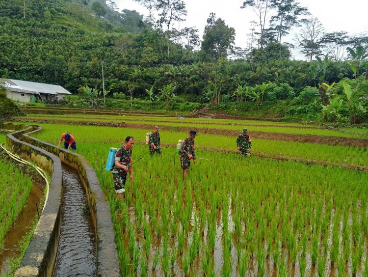 Wujud Kepedulian Babinsa Bantu Petani Perawatan Tanaman padi Di Wilayah Binaan