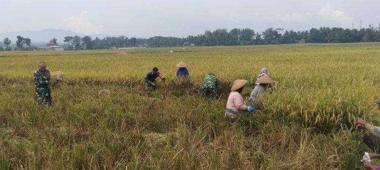 Semangat Babinsa Kebersamaan Membantu Pentani Saat Penan Padi diwilayah