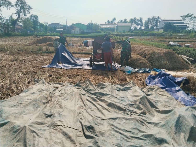 Danramil 08 Purwanegara Turun ke Sawah Bantu Petani Panen Padi di Desa Gumiwang