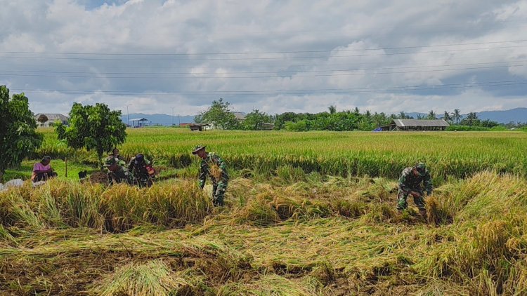 Danramil 15 Rakit Bersama Babinsa dan Warga Laksanakan Panen Padi Bersama