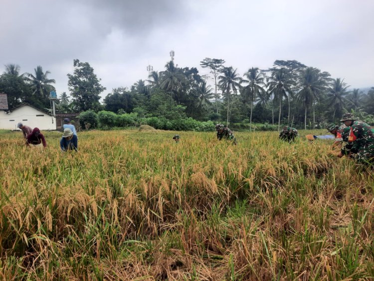 Babinsa Koramil 03 Wanadadi Dampingi Panen Padi di Desa Kasilib