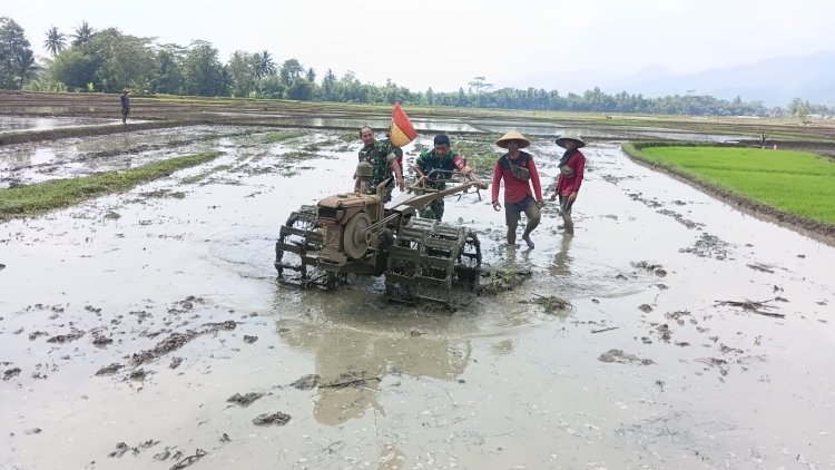 Persiapan Lahan Tanaman Padi Babinsa Ikut Serta Traktor Bersama Dengan Petani