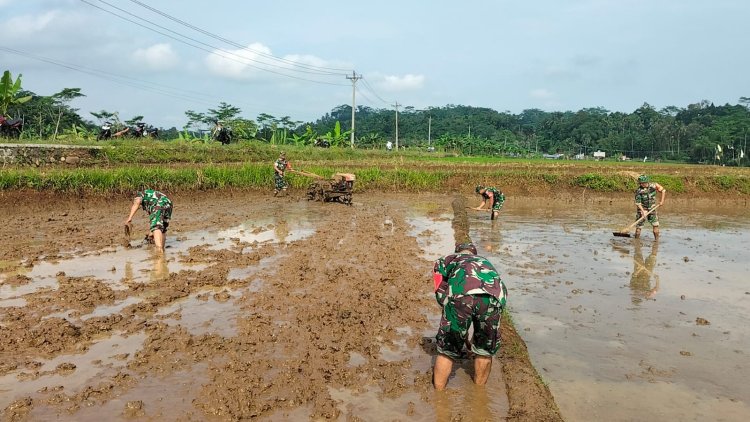 Danramil 11 Punggelan Pimpin Langsung Pengolahan Lahan Sawah di Badakarya