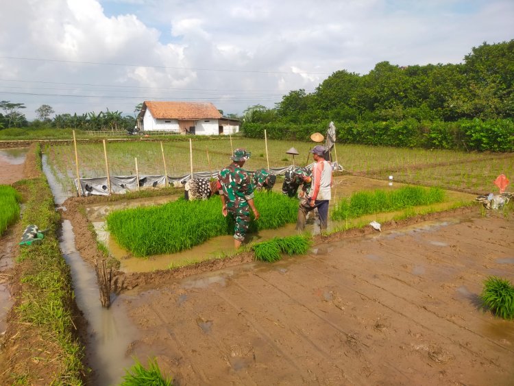 Koramil 15 Rakit bersama warga binaan dan kelompok tani Tanam Padi Bibit Unggul