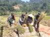 KORAMIL 16 PEJAWARAN MENDAMPINGI PETANI MELAKUKAN PEMANENAN PADI