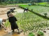 Koramil 11 Punggelan Laksanakan Pendampingan Tanam Padi di Desa Badakarya