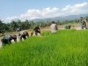 Babinsa bersama petani melaksanakan Daud