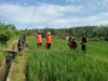 Babinsa Koramil 13 Banjarmangu Sengkuyung Bantu Tanam  Padi di Desa Binaan