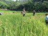 Babinsa Koramil 04 Karangkobar Bantu Pok Tan  Penyemprotan Padi Di Desa Jlegong