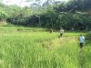 Babinsa Koramil 04 Karangkobar Bantu Pok Tan Penyemprotan Padi Di Desa Jlegong