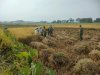 Danramil 08 Purwanegara Turun ke Sawah, Bantu Petani Panen di Desa Kutawuluh