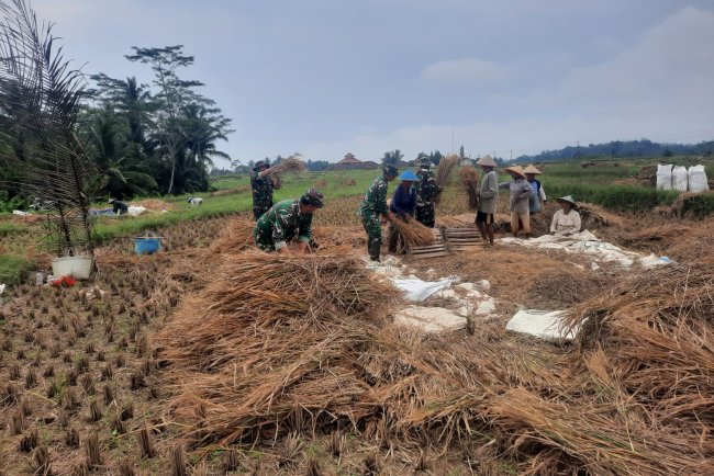 Koramil 03 Wanadadi Bersama Poktan Margo Tani Gelar Panen Padi Inpari