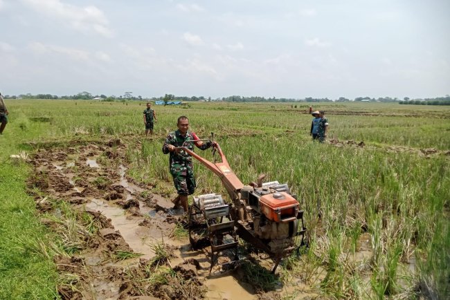 Babinsa Koramil 07 Mandiraja Bantu Petani Olah Lahan Persemaian Padi