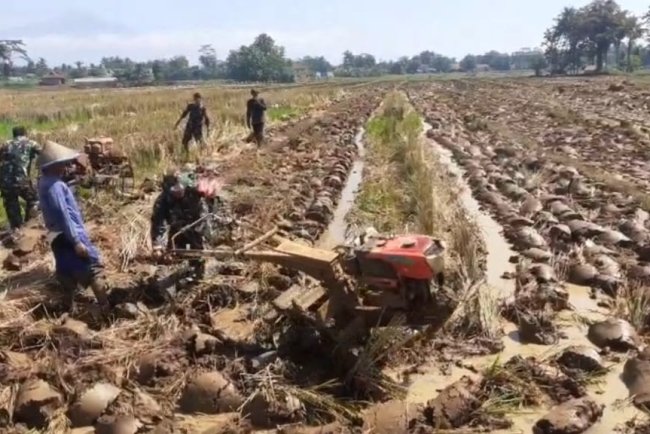 Babinsa Bergelut Dengan Traktor Olah Lahan Bersama Petani