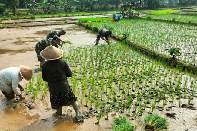 Koramil 11 Punggelan Laksanakan Pendampingan Tanam Padi di Desa Badakarya
