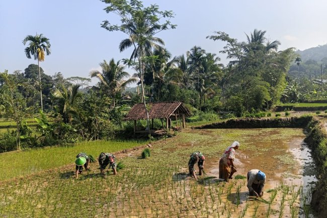 Babinsa Koramil 13 Banjarmangu Sengkuyung Bantu Tanam  Padi di Desa Binaan