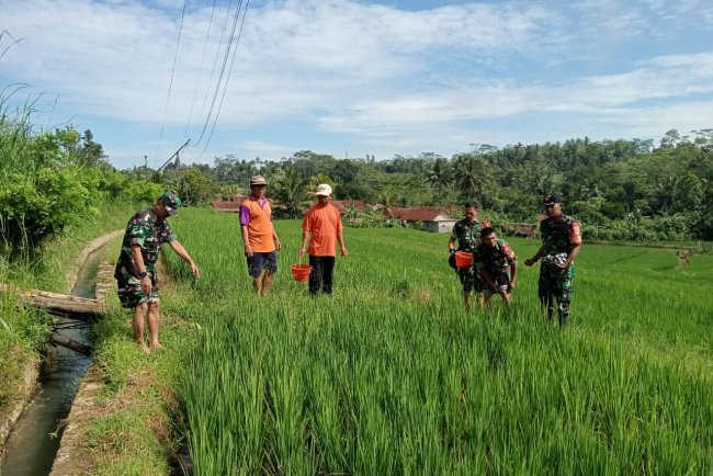 Babinsa Koramil 13 Banjarmangu Sengkuyung Bantu Tanam  Padi di Desa Binaan