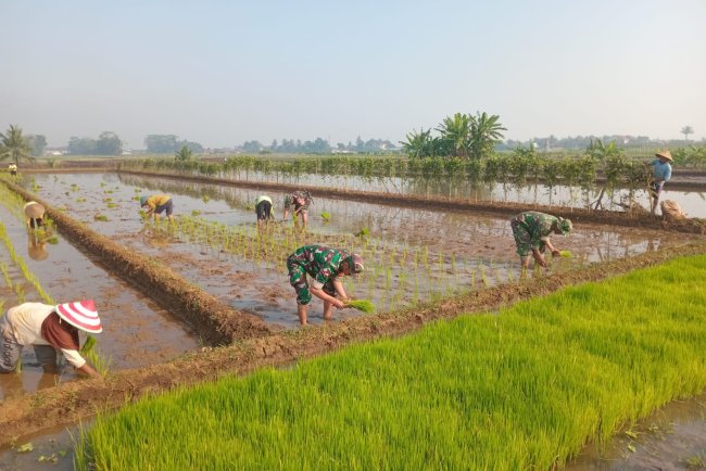 Babinsa Koramil 02 Klampok melaksanakan Menanam Padi