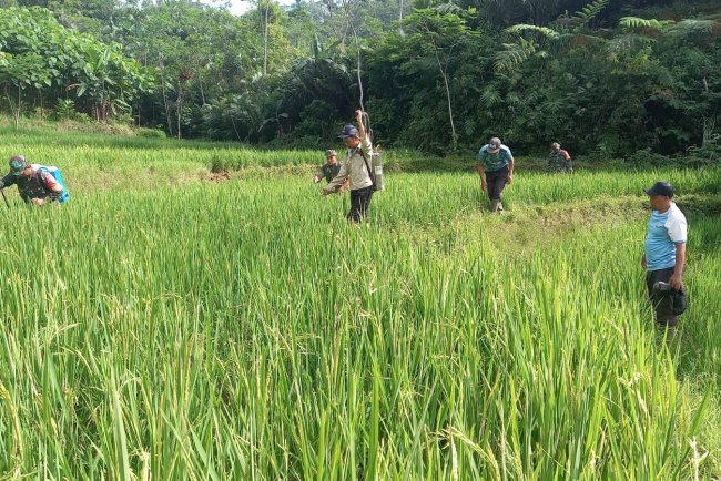 Babinsa Koramil 04 Karangkobar Bantu Pok Tan  Penyemprotan Padi Di Desa Jlegong