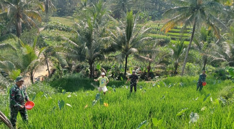 Bantu Petani Pemupukan Padi Merupakan Salah Satu Bentuk Perhatian Danramil Dan Babinsa